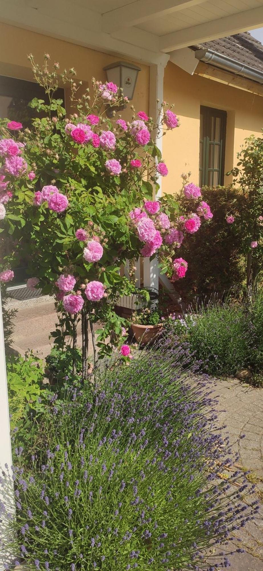 מלון Neuenkirchen auf Rugen Wirtshaus Neuenkirchen מראה חיצוני תמונה